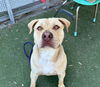 adoptable Dog in Los Angeles, CA named MOXY