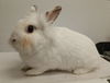 adoptable Rabbit in Los Angeles, CA named ROGUE