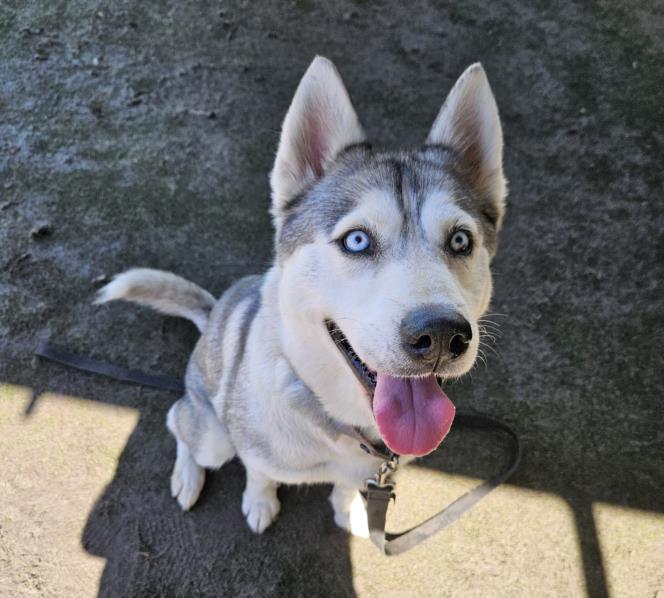 adoptable Dog in Los Angeles, CA named MINNIE