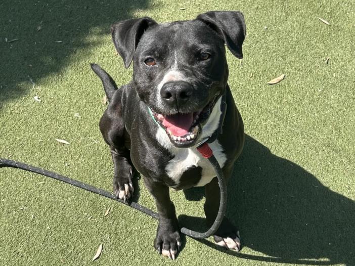 adoptable Dog in Los Angeles, CA named BIG T