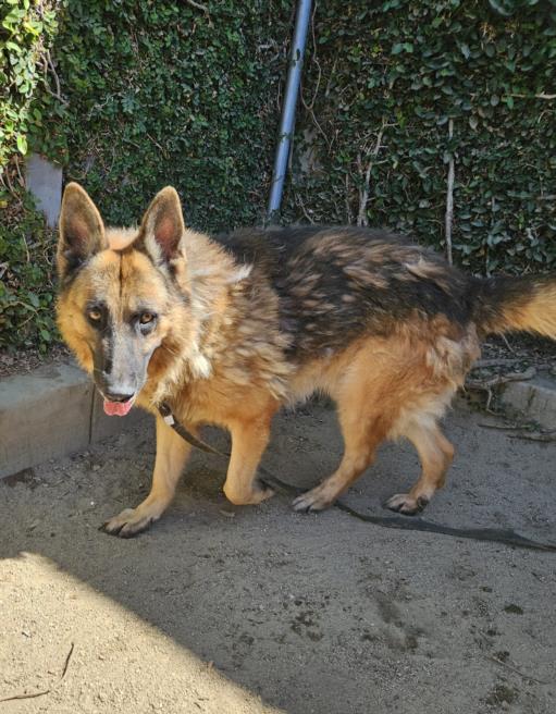 adoptable Dog in Los Angeles, CA named RUSSELL