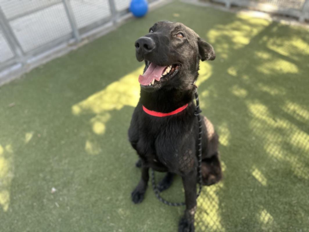 adoptable Dog in Los Angeles, CA named VIN