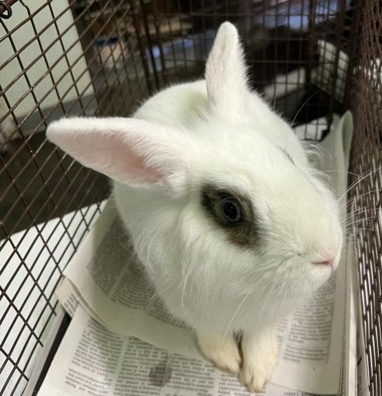 adoptable Rabbit in Los Angeles, CA named MILK