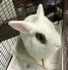 adoptable Rabbit in  named MILK