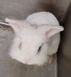 adoptable Rabbit in Los Angeles, CA named BROWN SUGAR