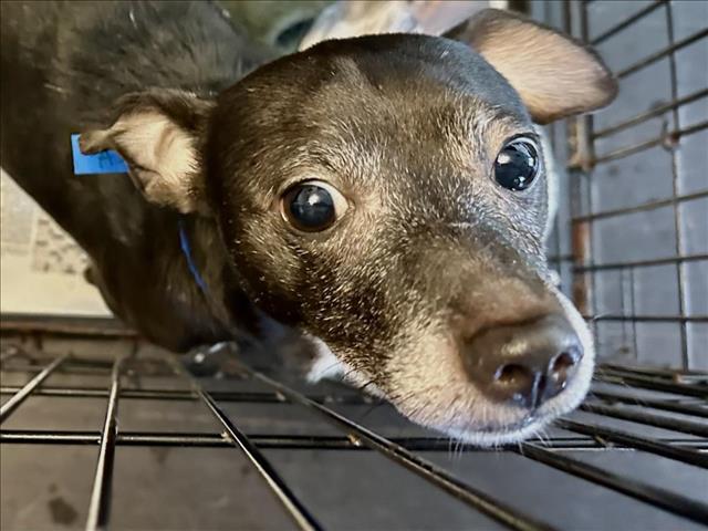 adoptable Dog in Los Angeles, CA named CHIMMY