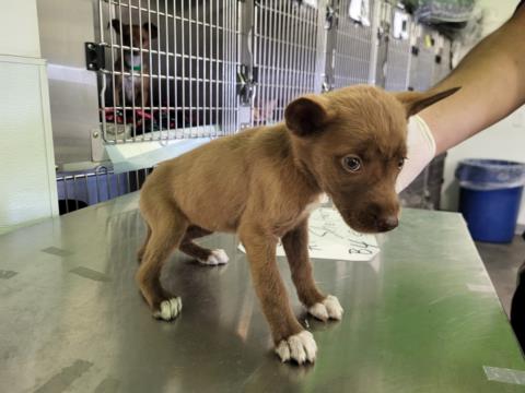 adoptable Dog in Los Angeles, CA named CUPCAKE