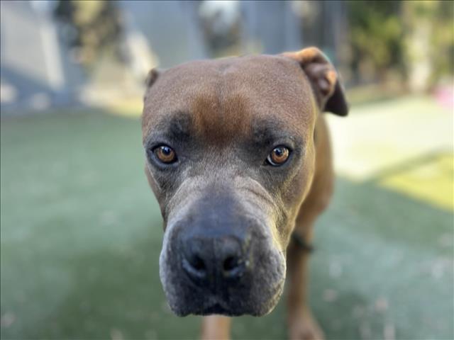 adoptable Dog in Los Angeles, CA named SCOTTY