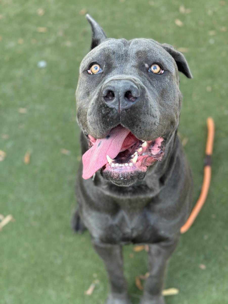 adoptable Dog in Los Angeles, CA named DINO