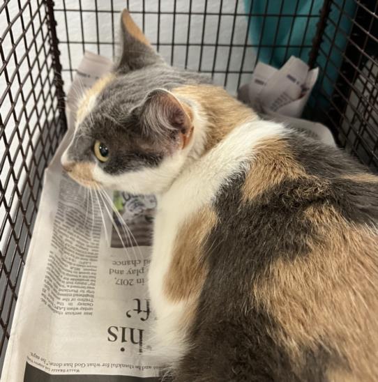 adoptable Cat in Los Angeles, CA named HERMIONE