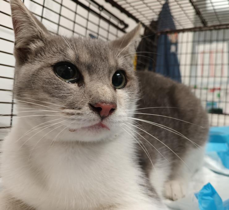 adoptable Cat in Los Angeles, CA named A2160836