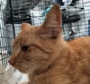 adoptable Cat in Los Angeles, CA named A2160840