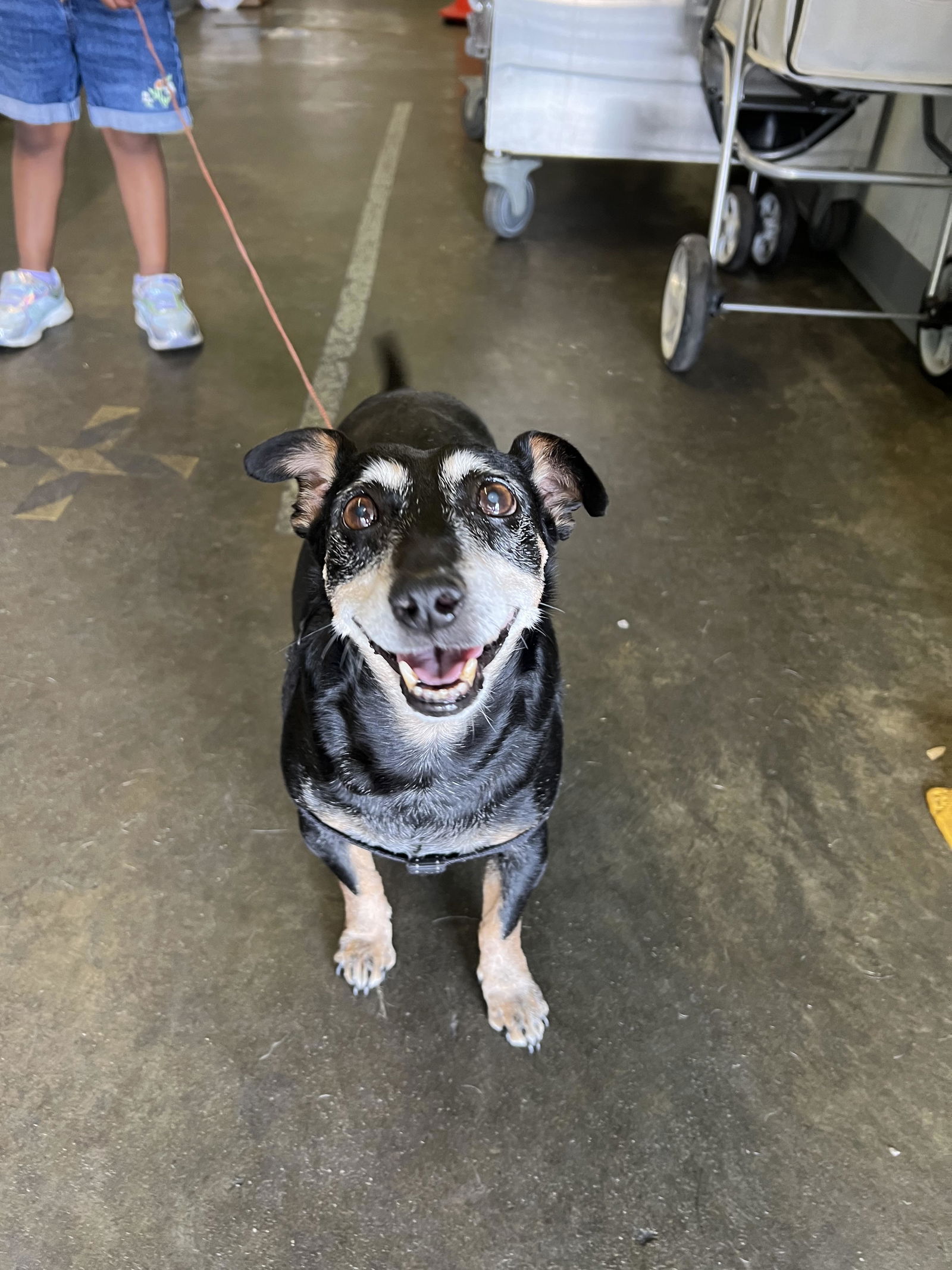 adoptable Dog in Los Angeles, CA named LUFI