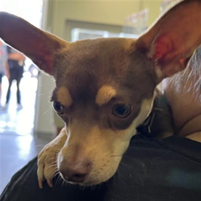 adoptable Dog in Los Angeles, CA named MACHITO