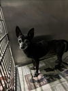 adoptable Dog in Los Angeles, CA named GEORGE