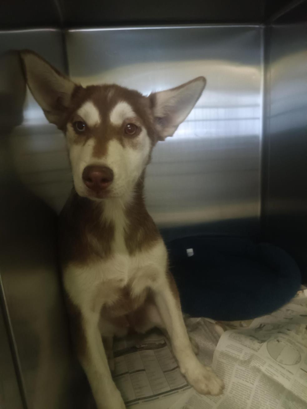 adoptable Dog in Los Angeles, CA named HYDE