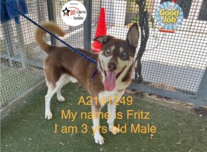 adoptable Dog in Los Angeles, CA named FRITZ