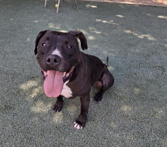 adoptable Dog in Los Angeles, CA named JODY