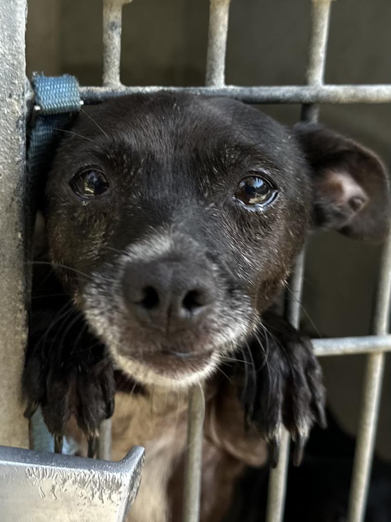 adoptable Dog in Los Angeles, CA named JETT