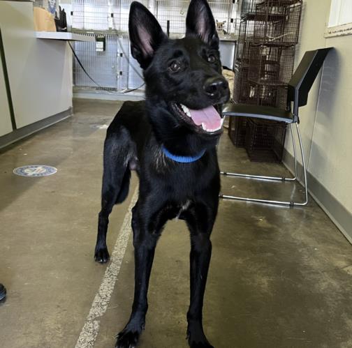 adoptable Dog in Los Angeles, CA named SHADE