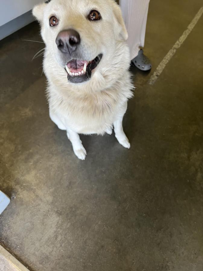 adoptable Dog in Los Angeles, CA named SHELLY