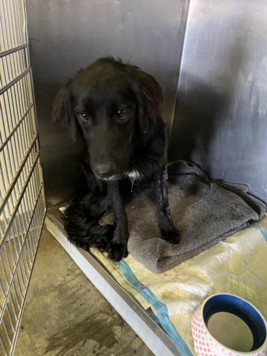 adoptable Dog in Los Angeles, CA named TODD