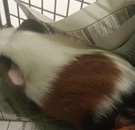 adoptable Guinea Pig in Los Angeles, CA named ZIP