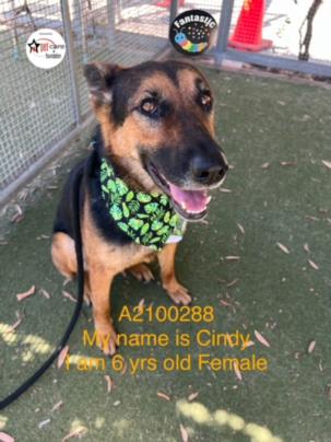 picture of the dog needing adoption