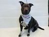 adoptable Dog in Los Angeles, CA named VIOLET