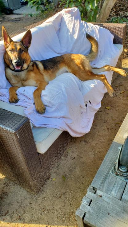 picture of the dog needing adoption