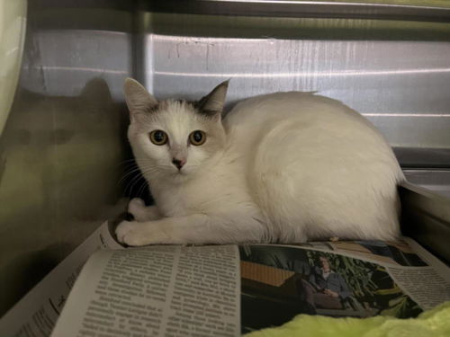 picture of the cat needing adoption