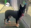 adoptable Dog in  named ADELE