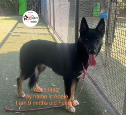 picture of the dog needing adoption