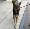 adoptable Dog in Los Angeles, CA named RICHARD