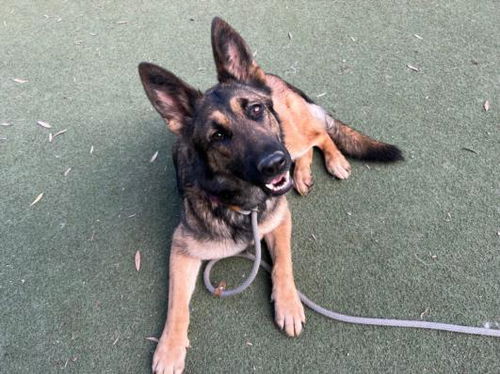 picture of the dog needing adoption