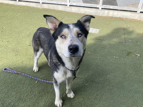 HARVY - Husky available for adoption