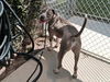 adoptable Dog in  named BRANDON