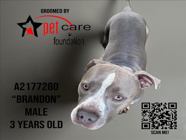 adoptable Dog in Los Angeles, CA named BRANDON