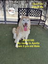 adoptable Dog in  named APOLLO