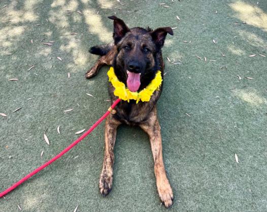 adoptable Dog in Los Angeles, CA named FRANKIE
