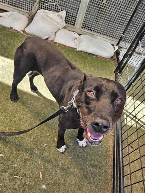 picture of the dog needing adoption