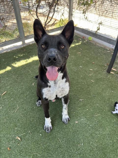 adoptable Dog in Los Angeles, CA named LOKY