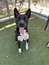 adoptable Dog in  named LOKY