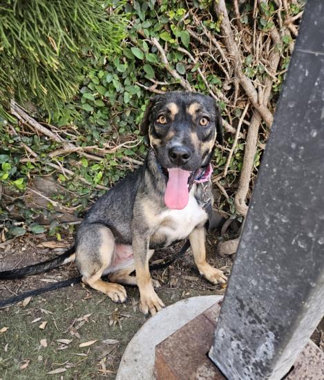 picture of the dog needing adoption