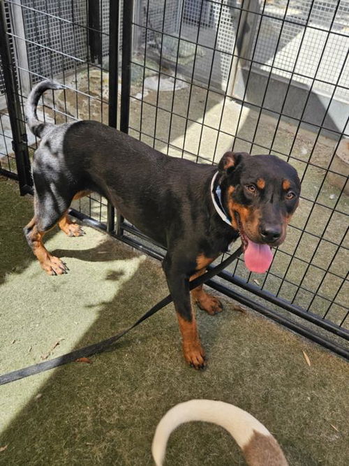 picture of the dog needing adoption