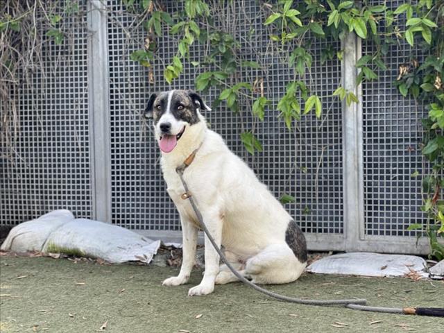 adoptable Dog in Los Angeles, CA named FREDDIE