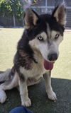 adoptable Dog in  named VEE