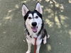 adoptable Dog in  named BALTO