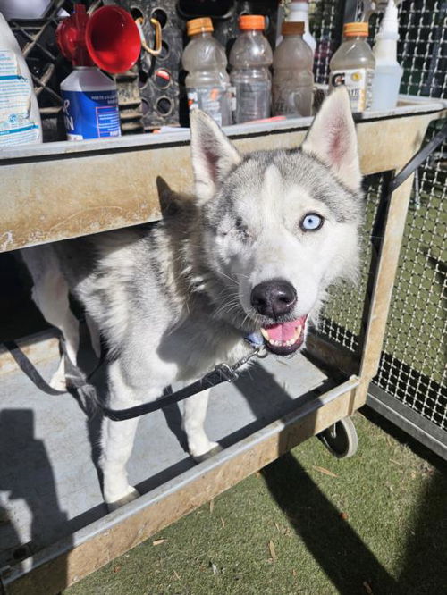 picture of the dog needing adoption