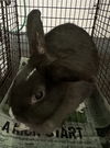 adoptable Rabbit in  named PEPSI